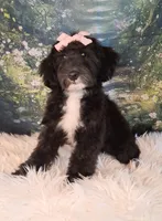 Dora - Micro Double Doodle- Financing, a female Double Doodle for sale in Holden, MO – 6 of 10