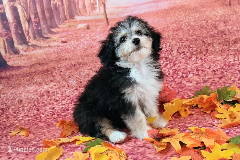 Poncho❤️Petite Sheltidoodle  – Shetland Sheepdog, Poodle - Miniature  puppy for sale in Holden, MO