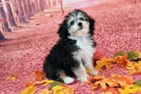 Poncho❤️Petite Sheltidoodle , a male Shetland Sheepdog and Poodle - Miniature  for sale in Holden, MO – 2 of 8