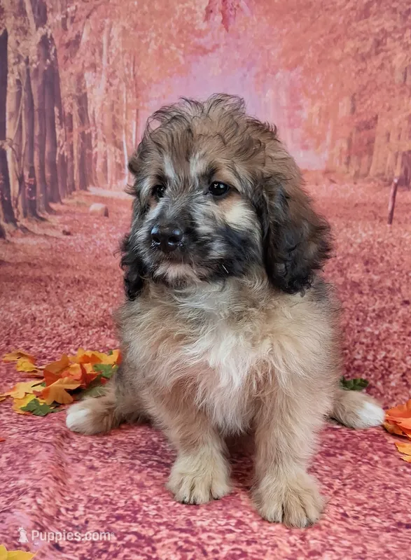 Stanley Manley💙Mini St Berdoodle  – Saint Berdoodle puppy for sale in Holden, MO