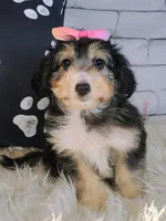 Lorette, a female Shetland Sheepdog and Poodle - Miniature  for sale in Holden, MO – Photo 2 of 6