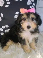 Lorette, a female Shetland Sheepdog and Poodle - Miniature  for sale in Holden, MO – Photo 3 of 6