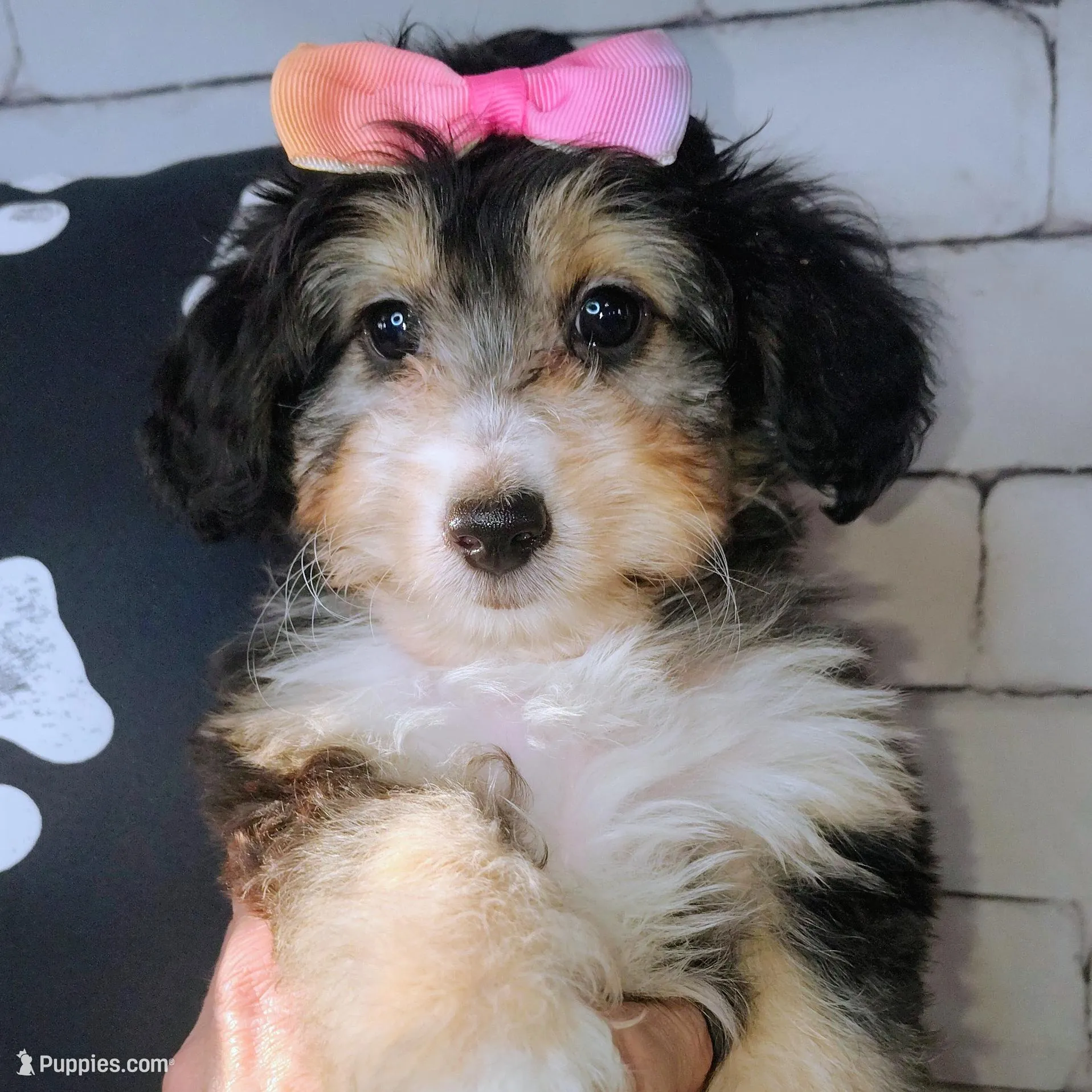 Lorette, a female Shetland Sheepdog and Poodle - Miniature  for sale in Holden, MO – Photo 4 of 6
