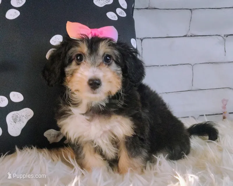 Lorette – Shetland Sheepdog, Poodle - Miniature  puppy for sale in Holden, MO