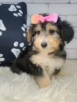 Lorette, a female Shetland Sheepdog and Poodle - Miniature  for sale in Holden, MO – Photo 5 of 6