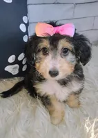 Lorette, a female Shetland Sheepdog and Poodle - Miniature  for sale in Holden, MO – Photo 6 of 6