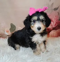 Lorette, a female Shetland Sheepdog and Poodle - Miniature  for sale in Holden, MO – Photo 1 of 6