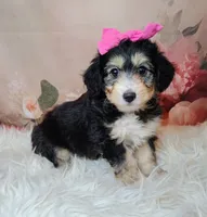 Lorette, a female Shetland Sheepdog and Poodle - Miniature  for sale in Holden, MO – Photo 2 of 6