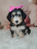 Lorette, a female Shetland Sheepdog and Poodle - Miniature  for sale in Holden, MO – Photo 4 of 6