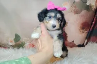 Lorette, a female Shetland Sheepdog and Poodle - Miniature  for sale in Holden, MO – Photo 6 of 6