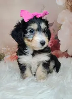Lorette, a female Shetland Sheepdog and Poodle - Miniature  for sale in Holden, MO – Photo 3 of 6