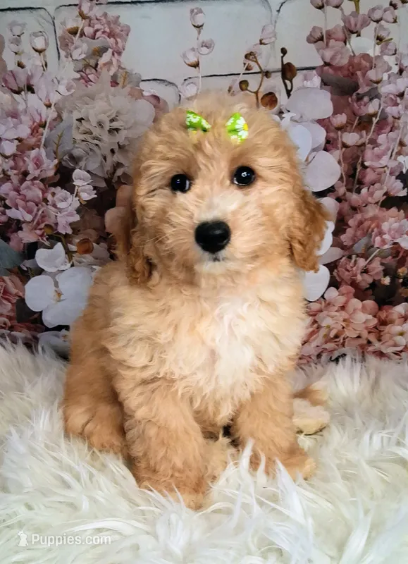 Yelena – Double Doodle puppy for sale in Holden, MO
