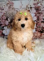 Yelena, a female Double Doodle for sale in Holden, MO – 1 of 6