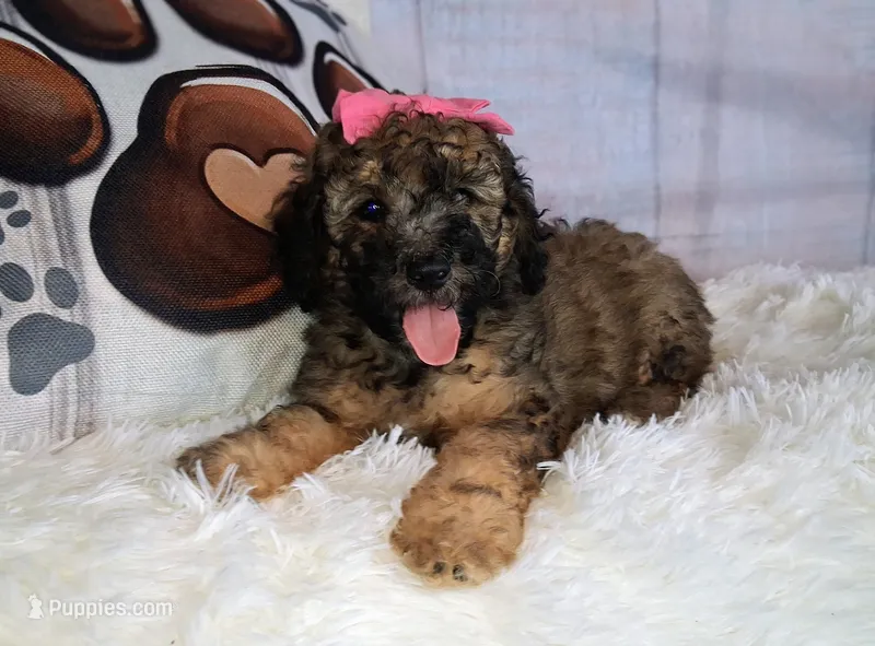 Stella Bella💗Mini Saint Berdoodle  – Saint Berdoodle puppy for sale in Holden, MO