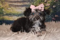 Raya, a female Shetland Sheepdog and Poodle - Miniature  for sale in Holden, MO – 3 of 6