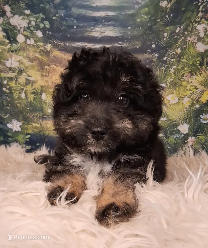 Rocky – Shetland Sheepdog, Poodle - Miniature  puppy for sale in Holden, MO