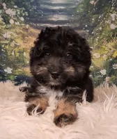 Rocky, a male Shetland Sheepdog and Poodle - Miniature  for sale in Holden, MO – 1 of 7
