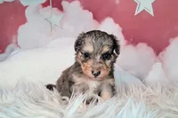 Paisley💜Petite Sheltidoodle , a female Shetland Sheepdog and Poodle - Miniature  for sale in Holden, MO – 2 of 4