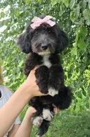 Dora - Micro Double Doodle- Financing, a female Double Doodle for sale in Holden, MO – 3 of 10