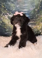 Dora - Micro Double Doodle- Financing, a female Double Doodle for sale in Holden, MO – 7 of 10
