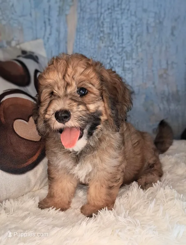 Stewy Lewy💚Mini St Berdoodle  – Saint Berdoodle puppy for sale in Holden, MO