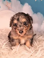 Perci💚 Petite Sheltidoodle , a male Shetland Sheepdog and Poodle - Miniature  for sale in Holden, MO – 8 of 8
