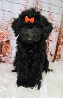 Yisabella Micro Double Doodle, a female Double Doodle for sale in Holden, MO – 6 of 6