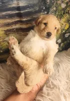 Mia - Petite Double Doodle, a female Miniature Goldendoodle for sale in Holden, MO – 3 of 3