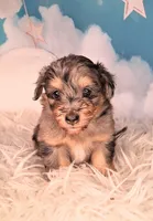 Perci💚 Petite Sheltidoodle , a male Shetland Sheepdog and Poodle - Miniature  for sale in Holden, MO – 1 of 8