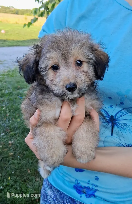 Whisper Micro Sheltidoodle  – Shetland Sheepdog, Poodle - Miniature  puppy for sale in Holden, MO