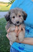 Whisper Toy Sheltidoodle , a female Shetland Sheepdog and Poodle - Miniature  for sale in Holden, MO – 1 of 7