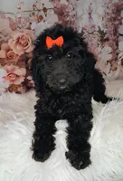 Yisabella Micro Double Doodle, a female Double Doodle for sale in Holden, MO – 4 of 6