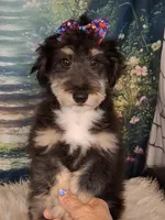 Paulette Micro Sheltidoodle, a female Shetland Sheepdog and Poodle - Miniature  for sale in Holden, MO – 4 of 8