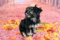 Penelope💗 Petite Sheltidoodle , a female Shetland Sheepdog and Poodle - Miniature  for sale in Holden, MO – 4 of 9