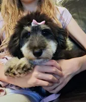 Paulette Micro F1 Sheltidoodle, a female Shetland Sheepdog and Poodle - Miniature  for sale in Holden, MO – 6 of 9