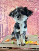 Rocky F1 Toy Sheltidoodle Sheltie x Poodle, a male Shetland Sheepdog and Poodle - Miniature  for sale in Holden, MO – 4 of 9