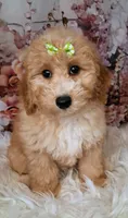 Yelena, a female Double Doodle for sale in Holden, MO – 2 of 6