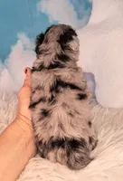 Picasso💙-Petite Sheltidoodle , a male Shetland Sheepdog and Poodle - Miniature  for sale in Holden, MO – 3 of 6