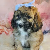 Goldberry Mini f1b, a female Saint Berdoodle for sale in Holden, MO – Photo 1 of 5