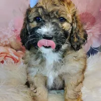 Goldberry Mini f1b, a female Saint Berdoodle for sale in Holden, MO – Photo 4 of 5
