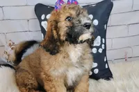 Goldberry Mini f1b, a female Saint Berdoodle for sale in Holden, MO – Photo 4 of 9