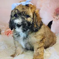 Goldberry Mini f1b, a female Saint Berdoodle for sale in Holden, MO – Photo 2 of 5