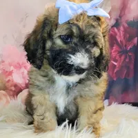 Goldberry Mini f1b, a female Saint Berdoodle for sale in Holden, MO – Photo 3 of 5