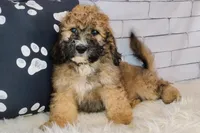 Goldberry Mini f1b, a female Saint Berdoodle for sale in Holden, MO – Photo 3 of 9