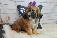 Goldberry Mini f1b, a female Saint Berdoodle for sale in Holden, MO – Photo 1 of 9