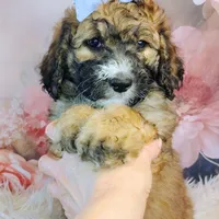 Goldberry Mini f1b, a female Saint Berdoodle for sale in Holden, MO – Photo 5 of 5