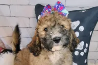 Goldberry Mini f1b, a female Saint Berdoodle for sale in Holden, MO – Photo 2 of 9