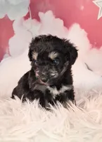 Penelope💗 Petite Sheltidoodle , a female Shetland Sheepdog and Poodle - Miniature  for sale in Holden, MO – 6 of 7