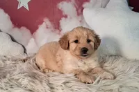 Mia💗Petite Double Doodle, a female Miniature Goldendoodle for sale in Holden, MO – 4 of 8