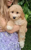 Yelena, a female Double Doodle for sale in Holden, MO – 3 of 6
